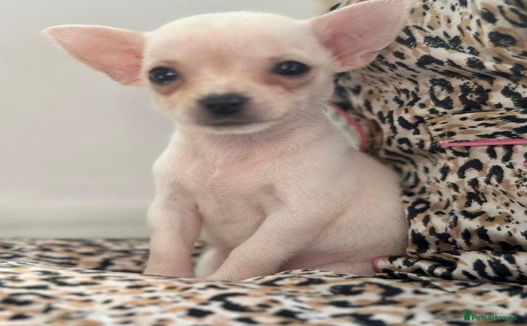 Chihuahua dogs - Advert 1