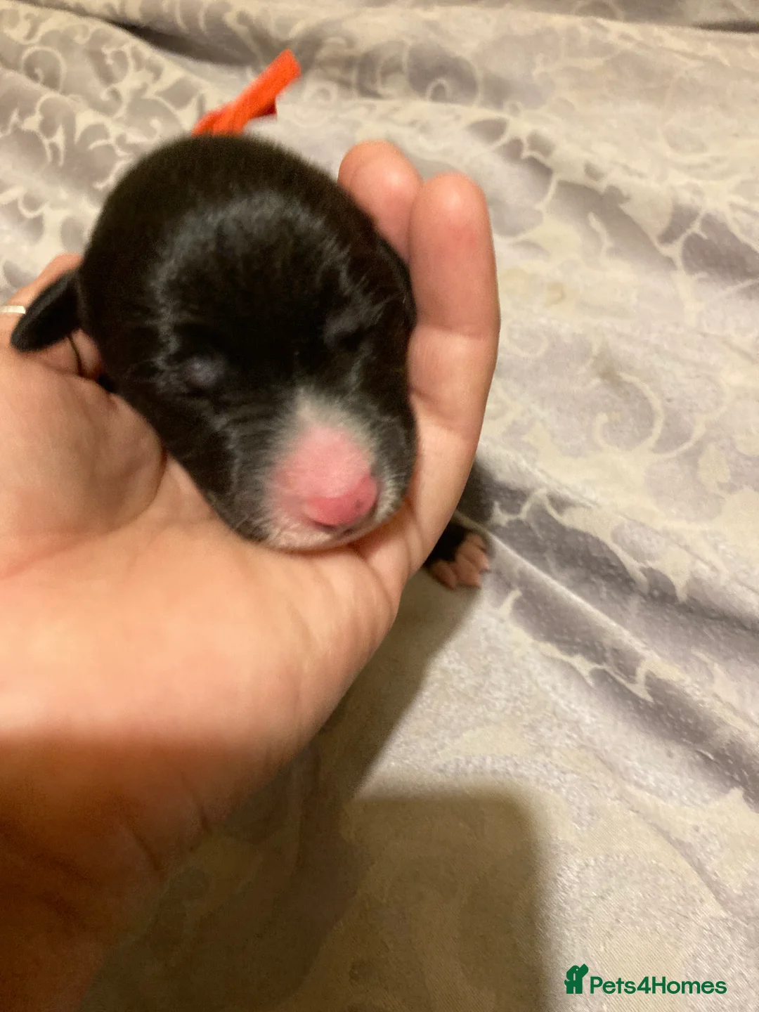Lurcher dogs for sale: Bedlington Whippet x Greyhound Lurcher Puppies - Advert 21