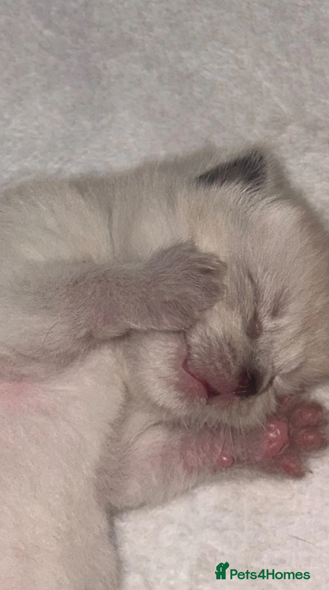 Ragdoll cats for sale: Ragdoll x  - Advert 2
