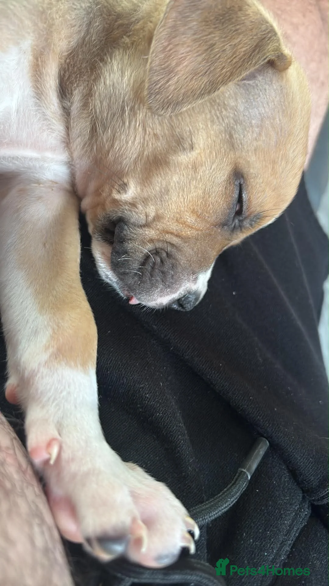Mixed Breed dogs for sale: Beautiful bullmastiff x pup  - Advert 2