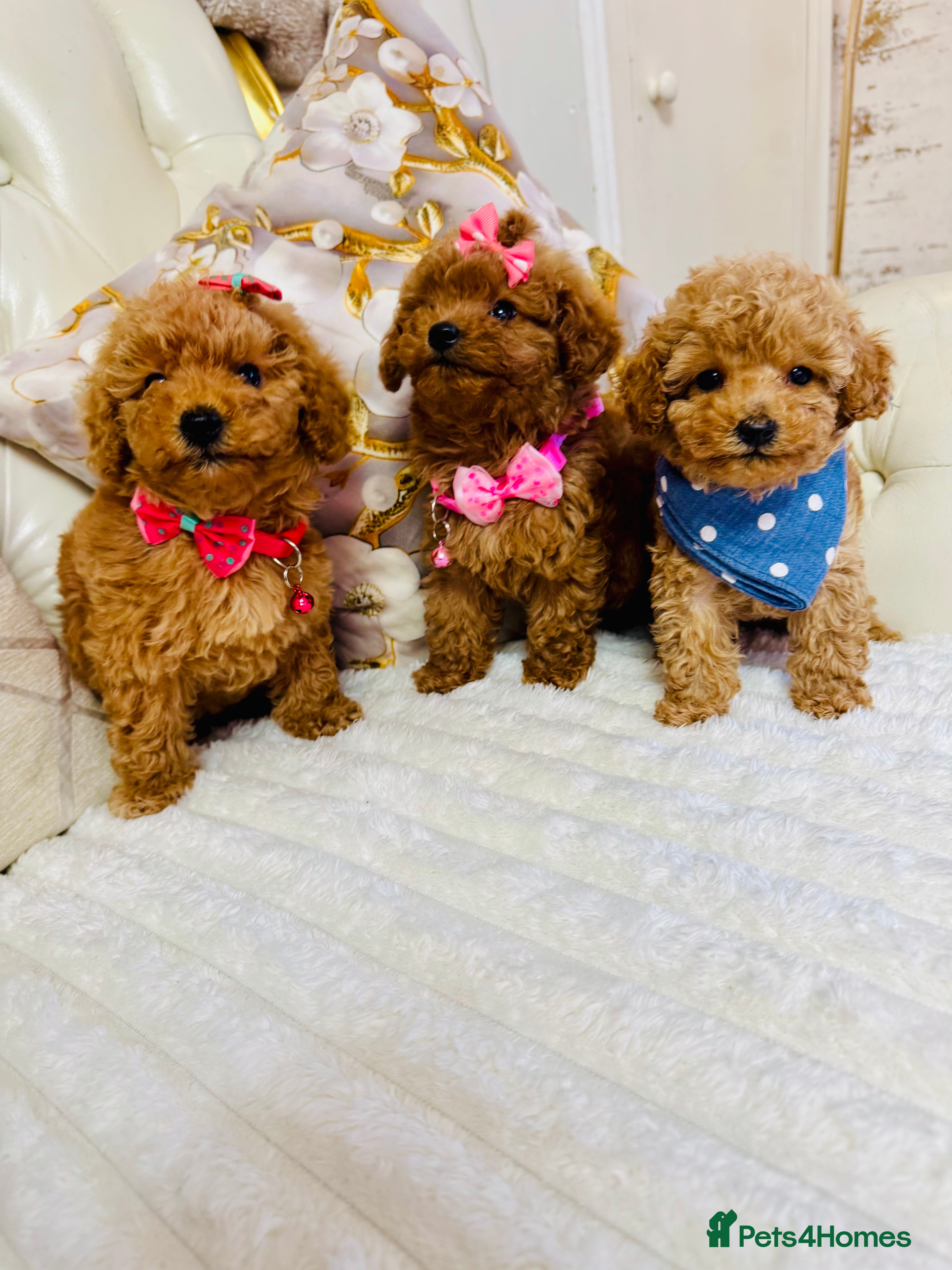 Maltipoo dogs Exquisite tiny F1 Toy Maltipoo puppies 🐶 🧸  - Advert 11