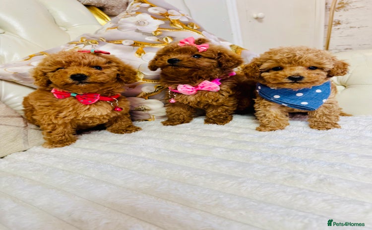 Maltipoo dogs - Advert 1