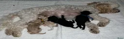 Maltipoo dogs for sale: Beautiful Maltipoo Looking for Their Forever Homes - Advert 2