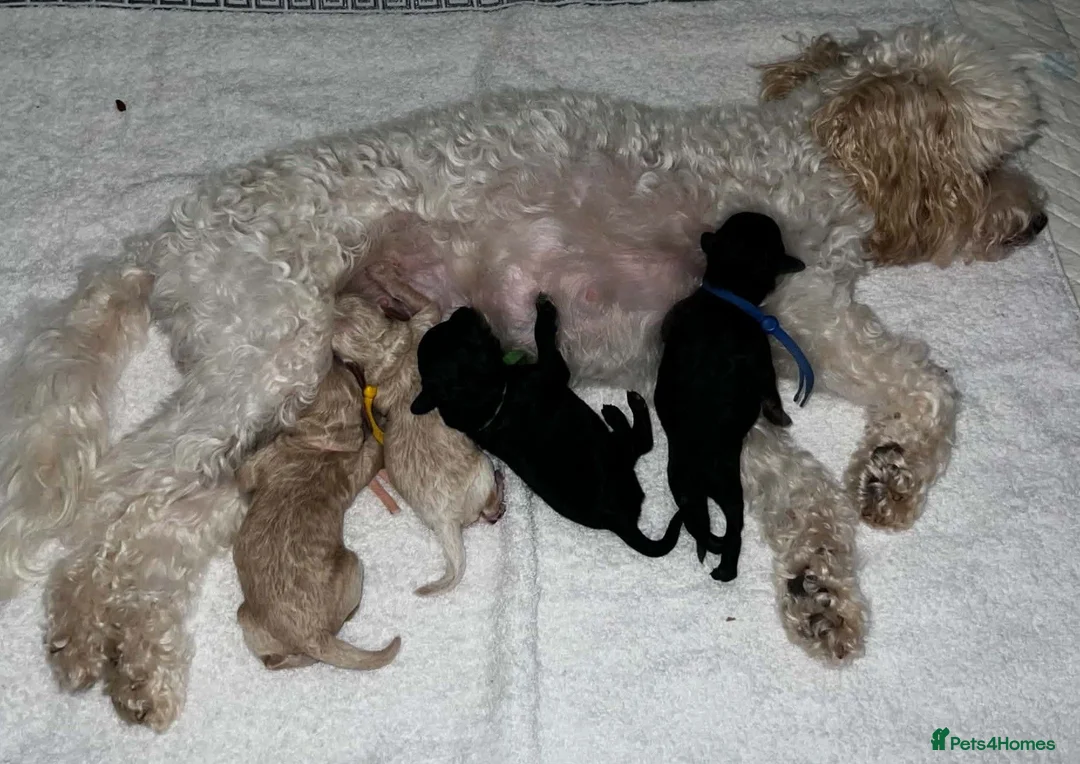Maltipoo dogs for sale: Beautiful Maltipoo Looking for Their Forever Homes - Advert 2