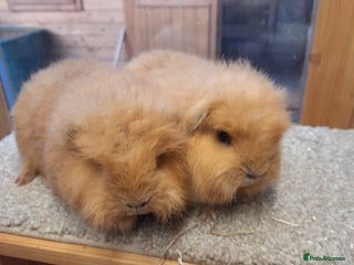Guinea Pig rodents for sale: Guinea pig swiss and teddy brothers available - Advert 1