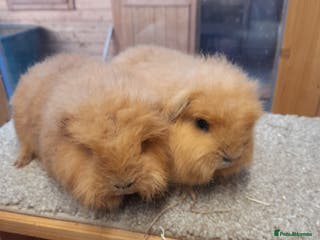 Guinea Pig rodents Guinea pig swiss and teddy brothers available - Advert 22