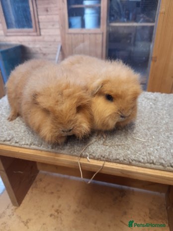 Guinea Pig rodents Guinea pig swiss and teddy brothers available - Advert 1