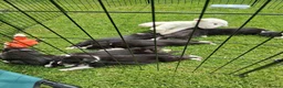 Border Collie dogs for sale: Stunning Collie puppies from working parents in Belper - Advert 18