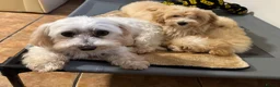 Maltipoo dogs for sale: Exceptional litter of F1 Maltipoo puppies - Advert 5