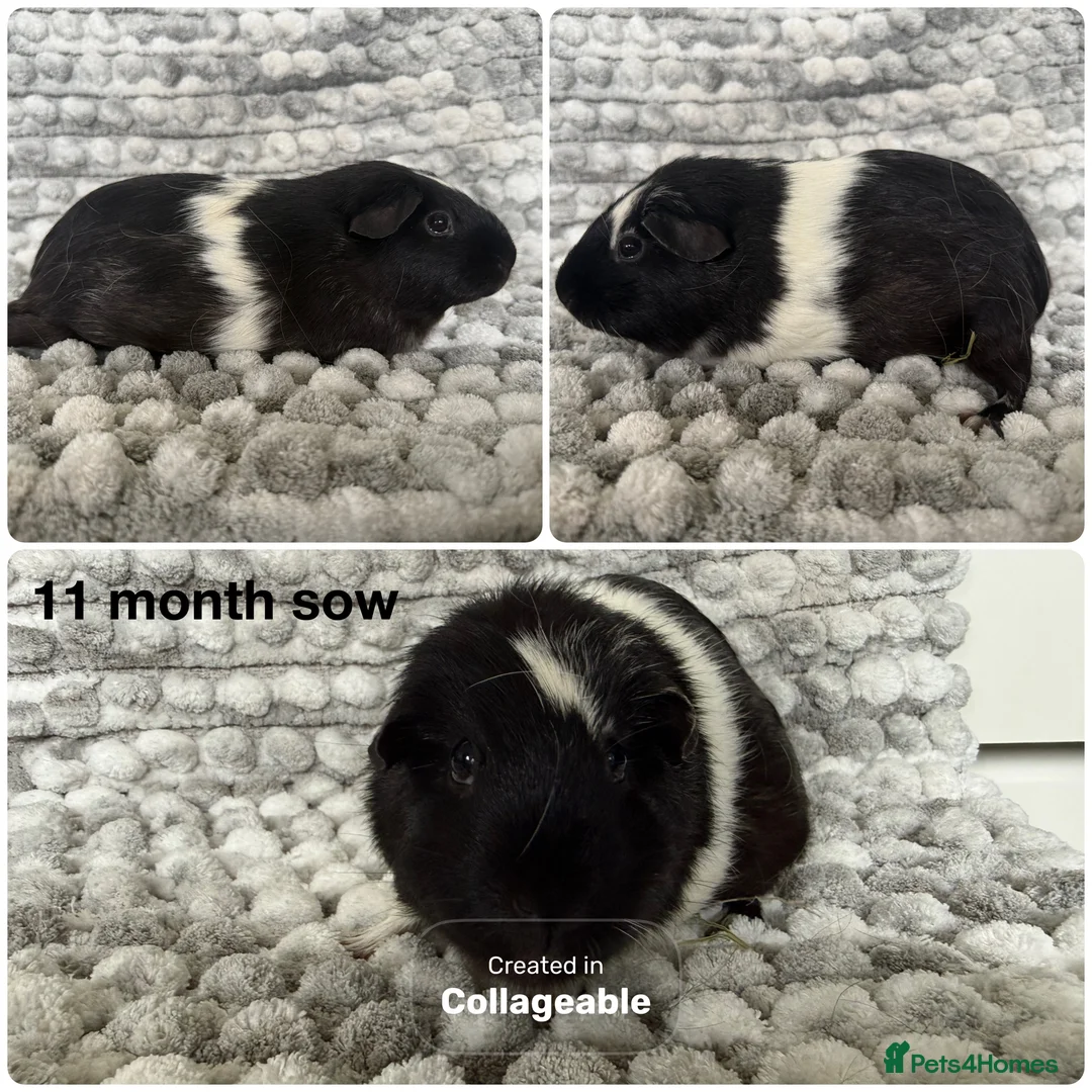 Guinea Pig rodents for sale: Guinea pig baby’s and adults  in Ripley - Advert 10