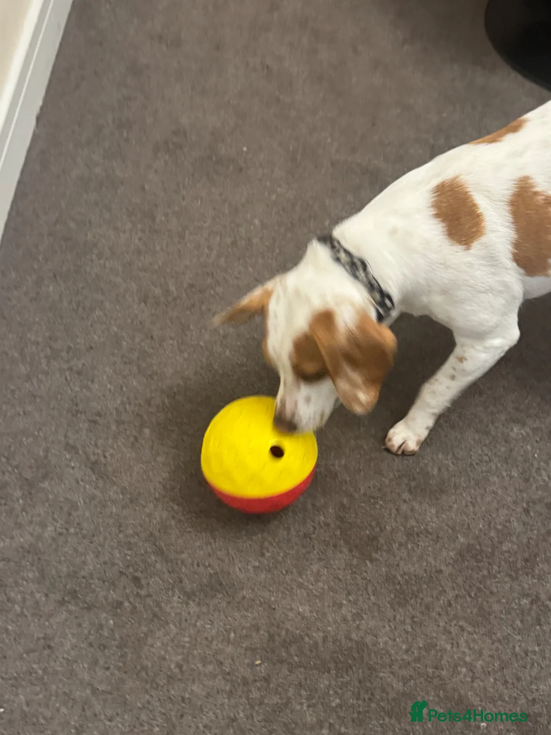 Beagle dogs for sale: 5 year old beagle - Advert 2