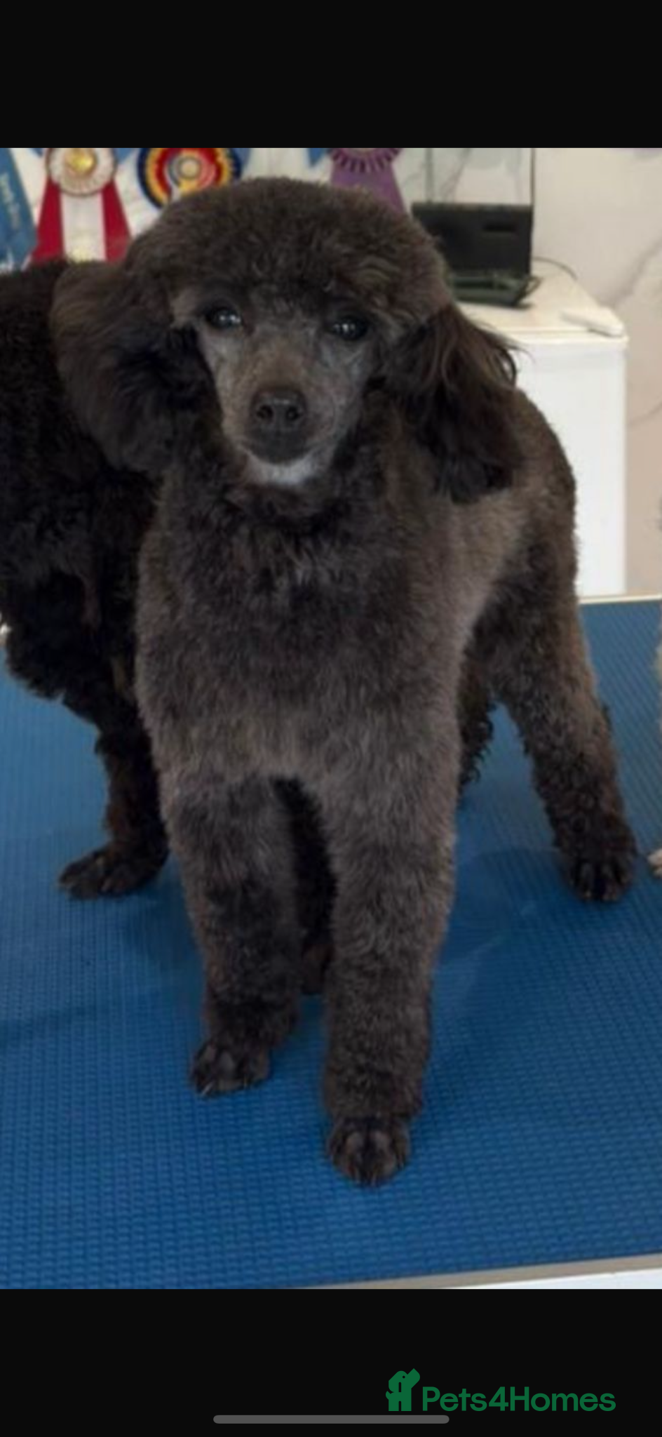 Toy Poodle dogs 2 Stunning toy poodle females  - Advert 2