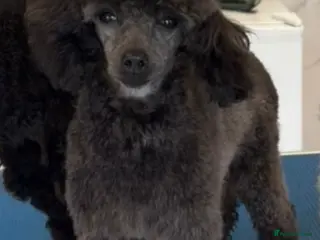 Toy Poodle dogs 2 Stunning toy poodle females - Advert 2