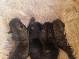 Mixed Breed dogs westie/maltese x Scottish Terrier - Advert 3