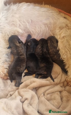 Mixed Breed dogs - Advert 1