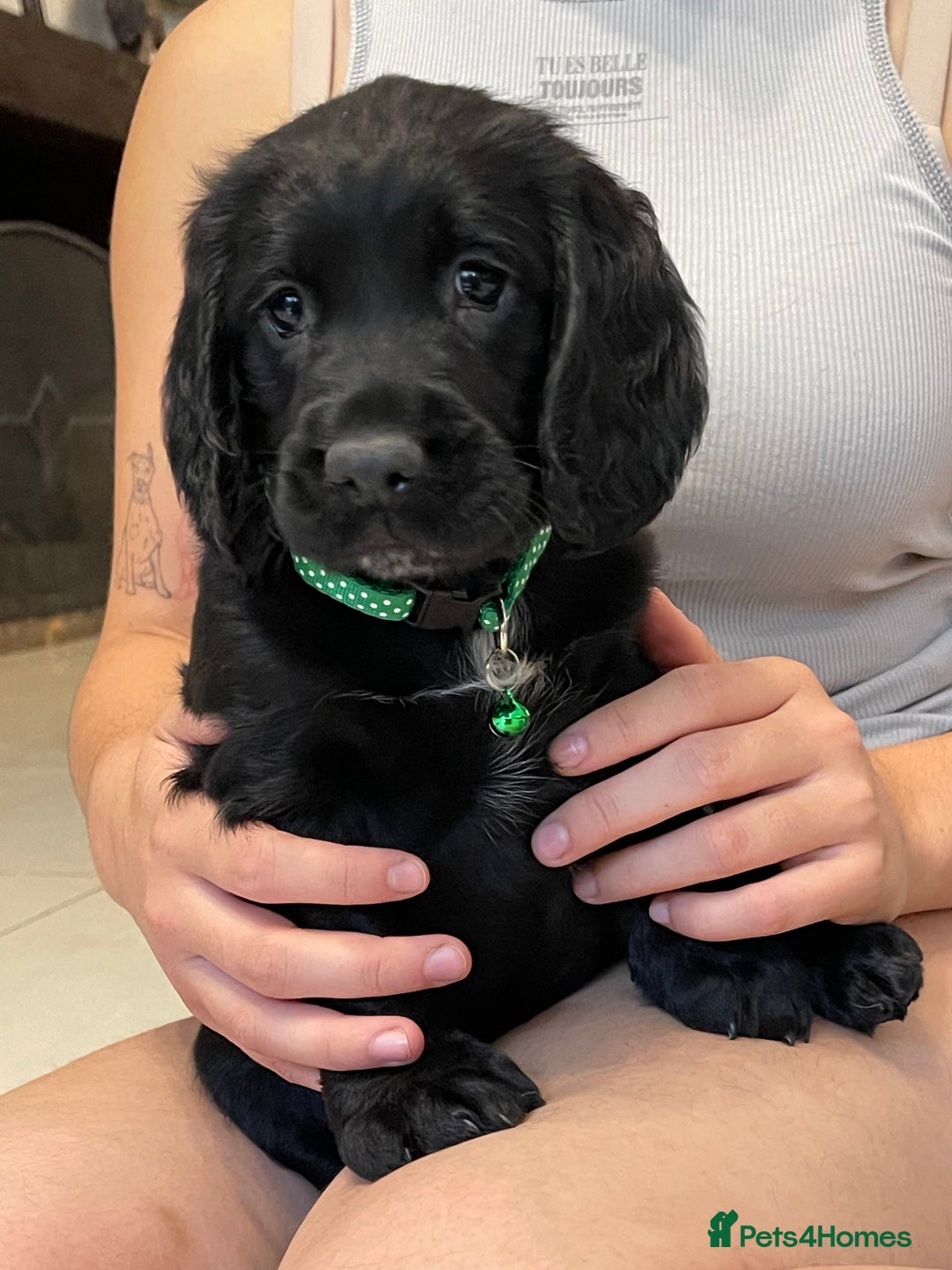 Sprocker dogs for sale: Beautiful Sprocker puppies HEALTH TESTED PARENTS - Image 17
