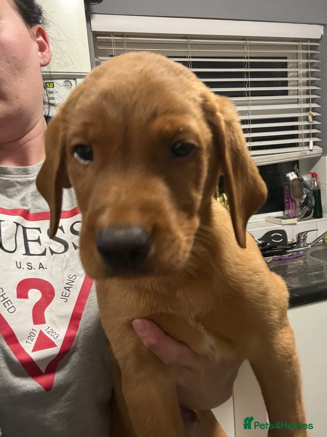 Labrador Retriever dogs for sale: Beautiful fox red boy! in Gloucester - Advert 2