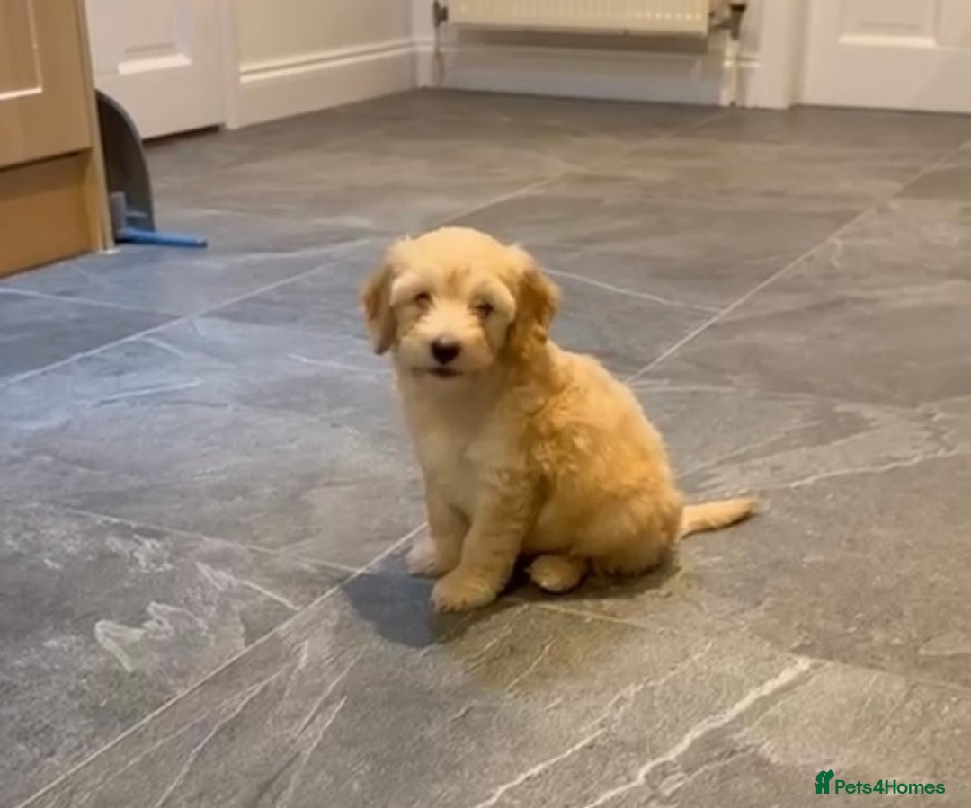 Cockapoo dogs for sale: Miniature Cockapoo Puppy (10 Weeks) - Advert 5