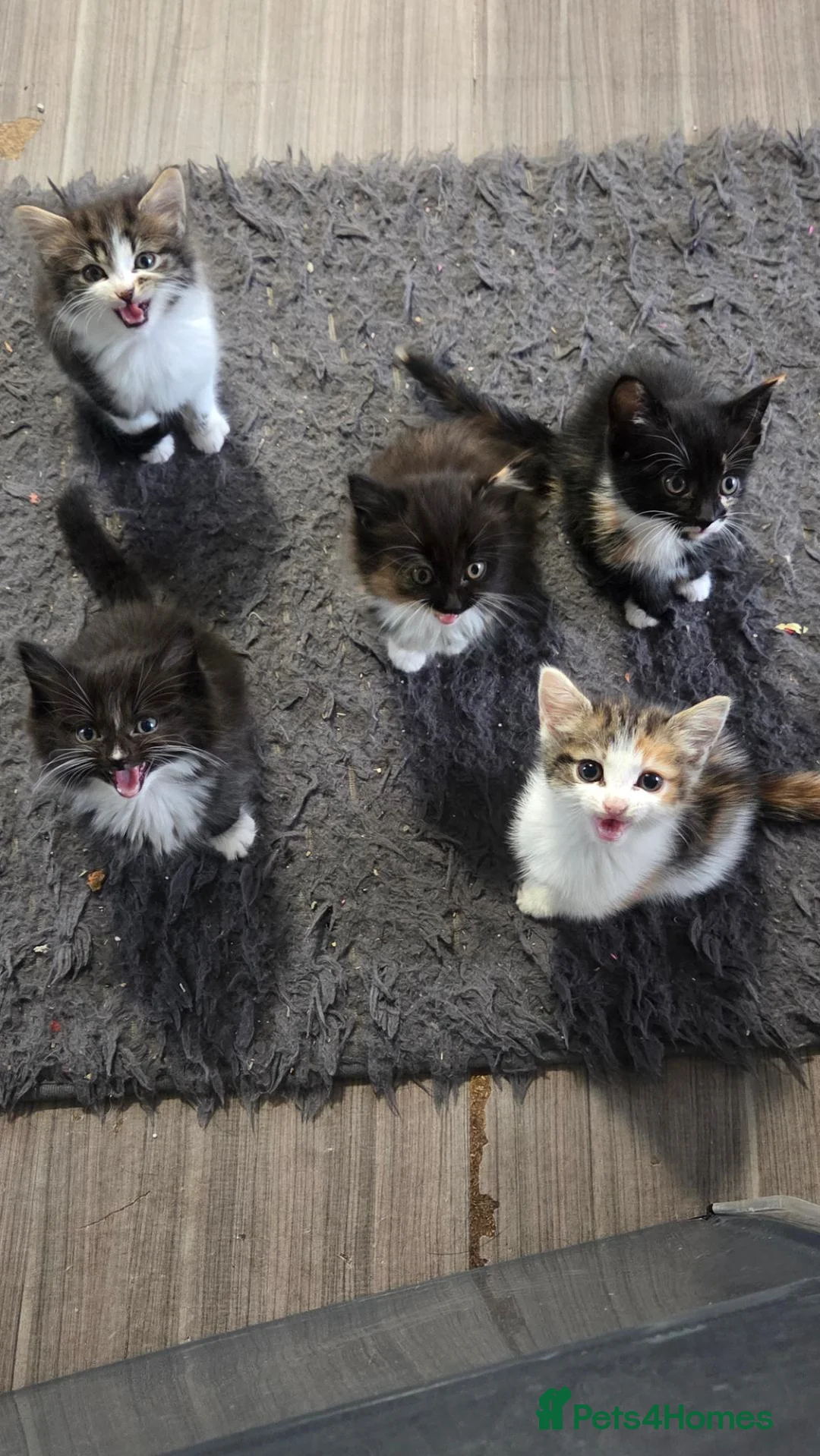 Mixed Breed cats for sale: Kittens for sale - Advert 7