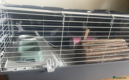 Guinea Pig rodents for sale: Two 2-Month-Old Guinea Pigs With Complete Setup  - Image 4