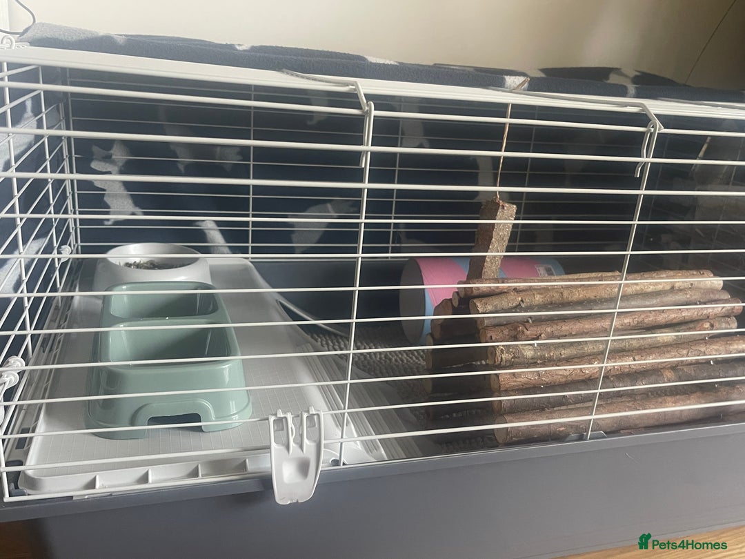 Guinea Pig rodents for sale: Two 2-Month-Old Guinea Pigs With Complete Setup  - Image 4