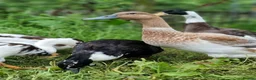 Waterfowl poultry for sale: 9 Runner hens and 1 Drake breeding/laying group  - Advert 1