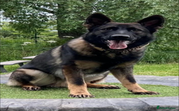 German Shepherd dogs for sale: 14 week old German Shepard  - Image 5