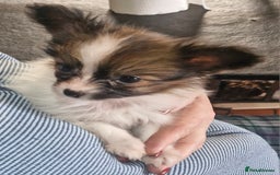 Papillon dogs for sale: KC Papillon. DNA health tested parents - Image 21