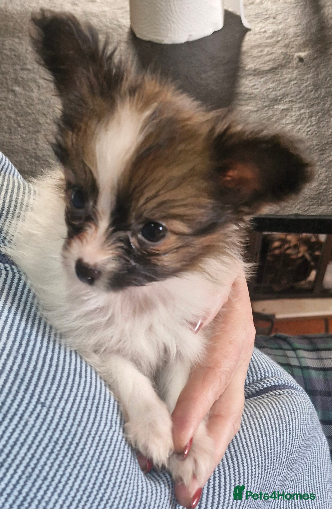 Papillon dogs for sale: KC Papillon. DNA health tested parents - Image 21