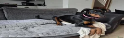 Dobermann dogs for sale: Doberman puppies " all reserved " - Advert 11