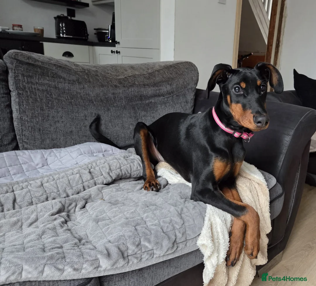 Dobermann dogs for sale: Doberman puppies " all reserved " - Advert 11
