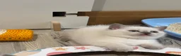 British Shorthair cats for sale: British shorthair colourpoint kittens - Advert 12