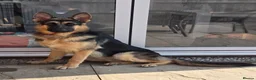 German Shepherd dogs for stud: Straight back stunning B&T Stud - Advert 9