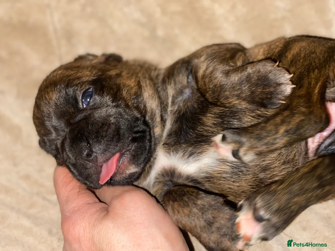 Mixed Breed dogs for sale: 🧬Kc reg mum black boxer & mini boxer pups 🤩 8wk - Advert 30