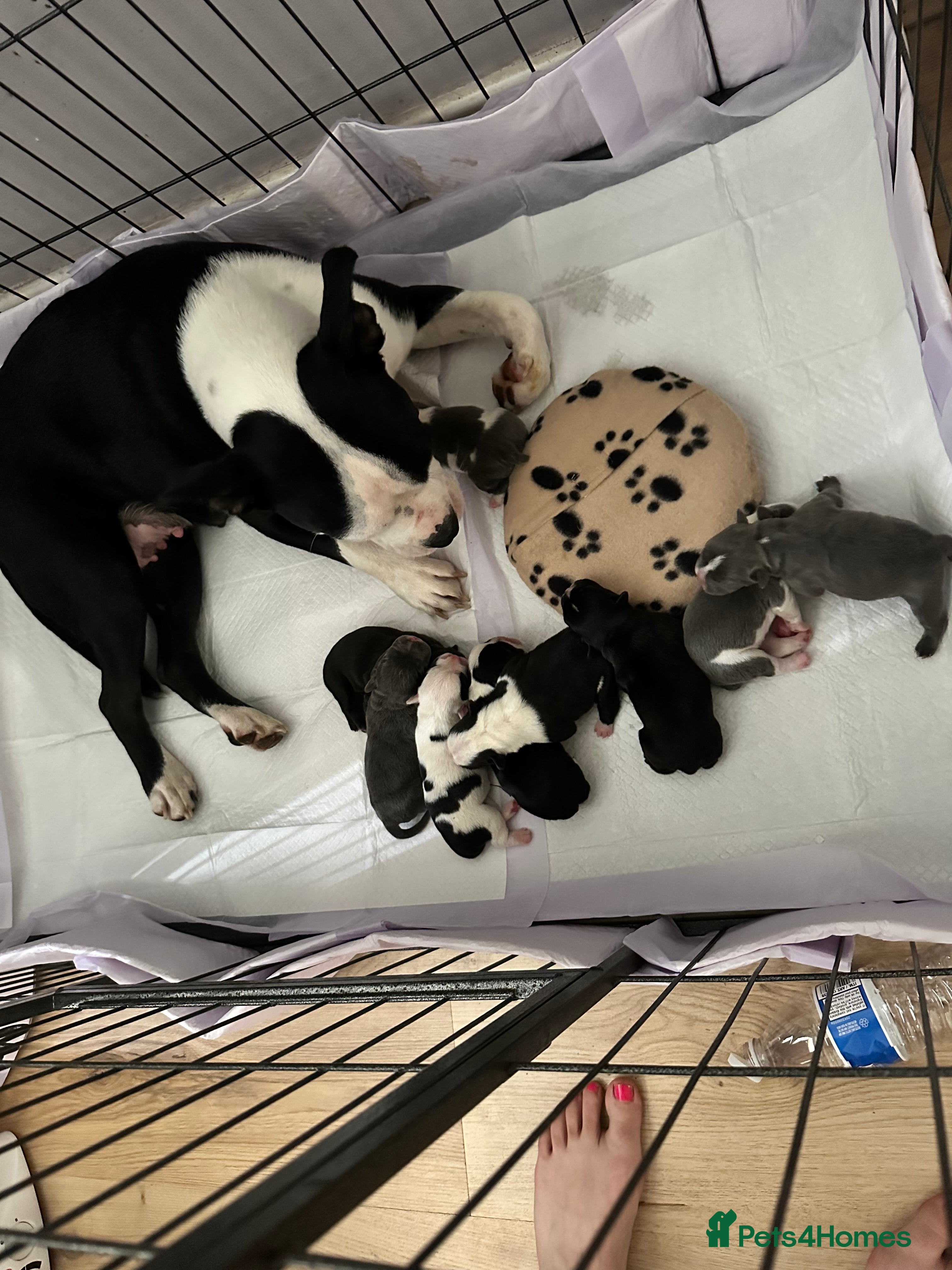 Mixed Breed dogs American French bulldog  - Advert 2