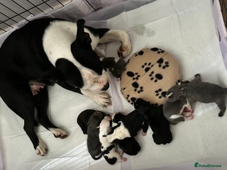 Mixed Breed dogs - Advert 3