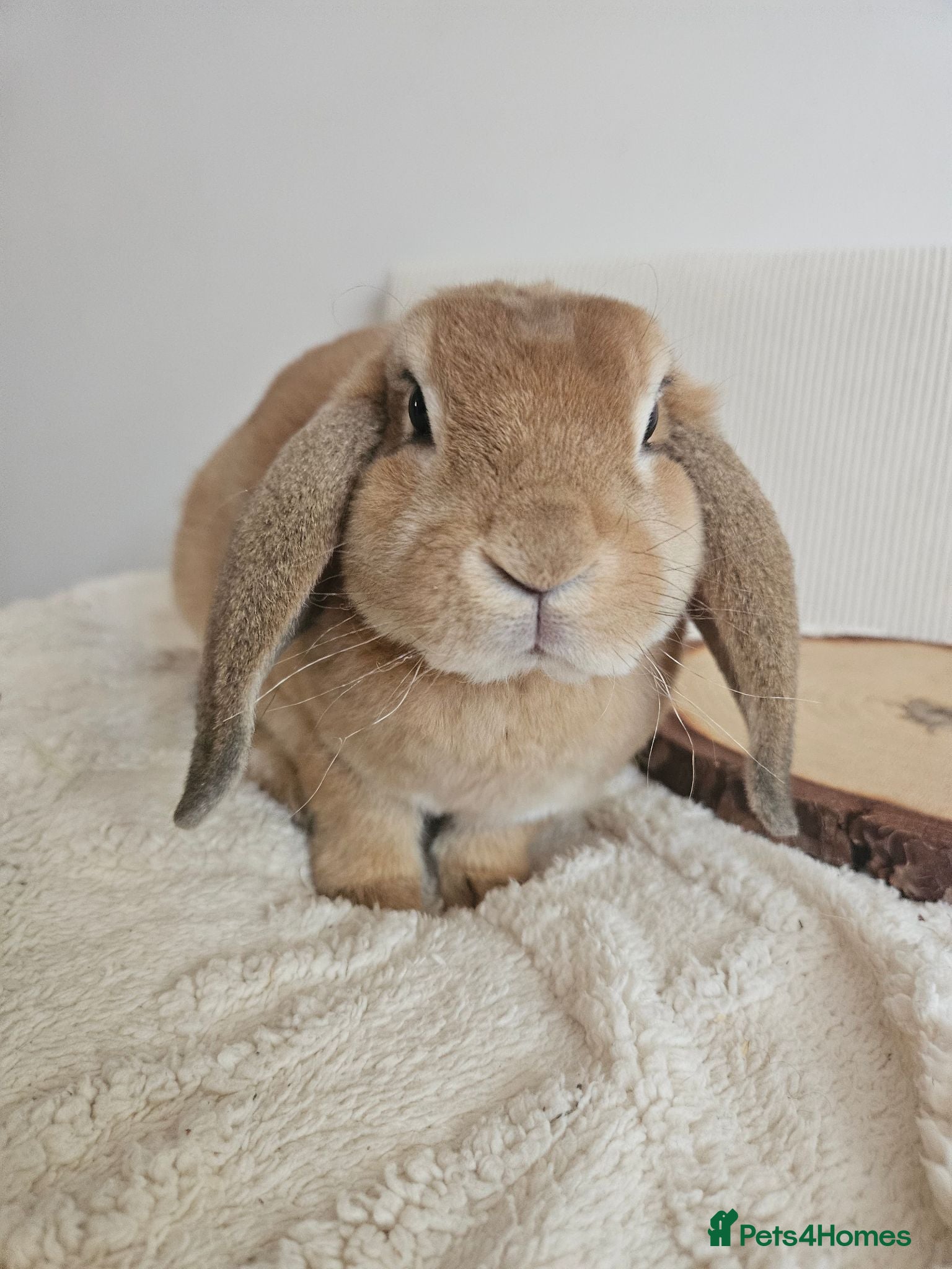 Mini Lop rabbits Show litter Purebred mini plush lop buck - Advert 2