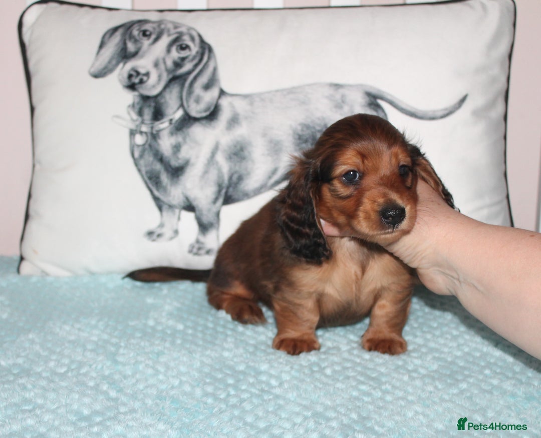 Dachshund dogs for sale: BEAUTIFUL KC REG MINI LONGHAIRED PUPPIES - Image 10