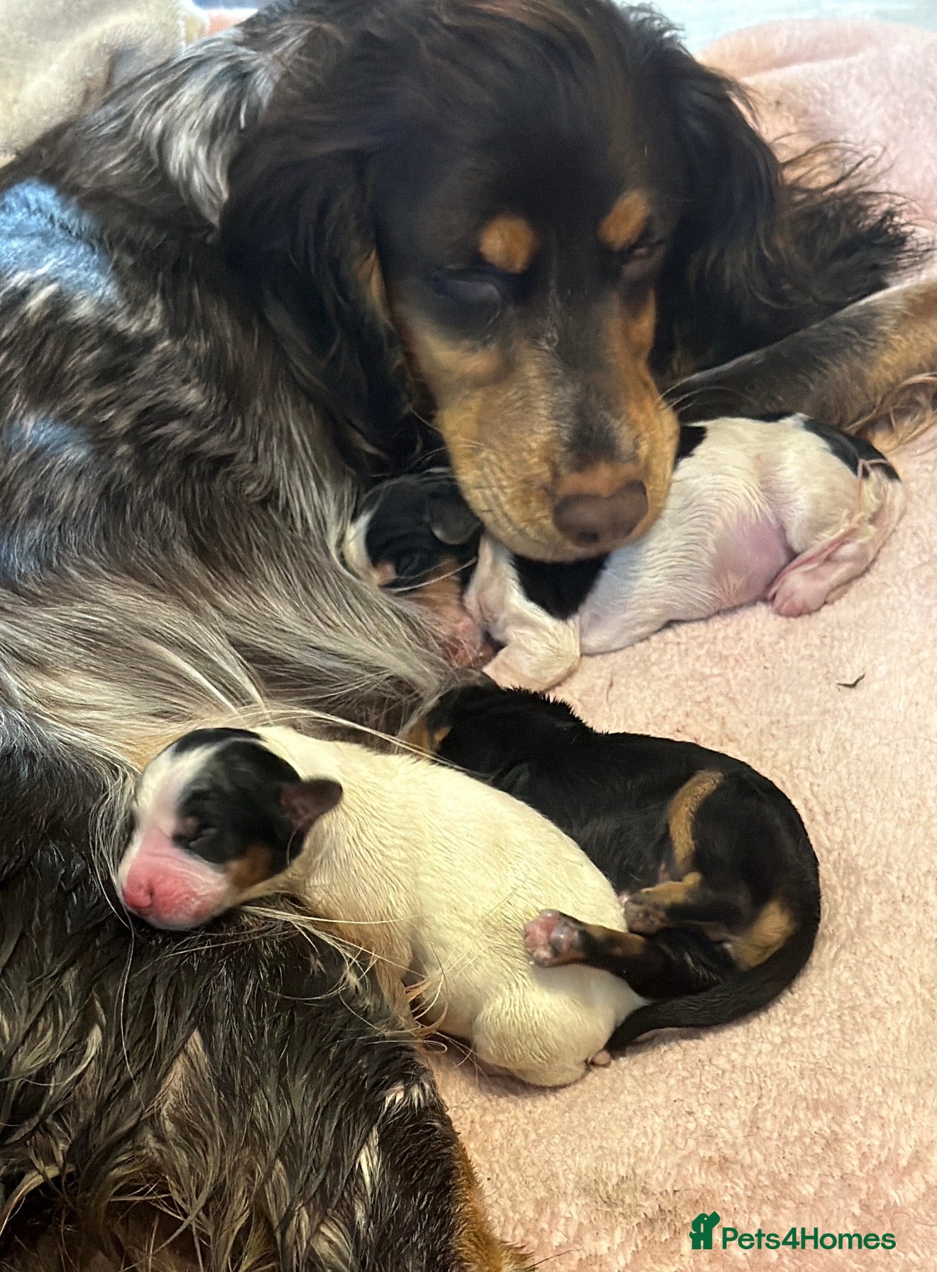 Cocker Spaniel dogs Last 2 boys available! - Advert 4