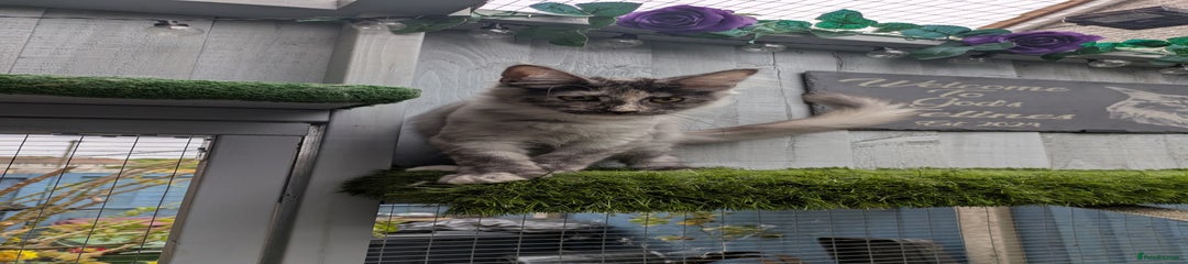 Maine Coon Kitten 5