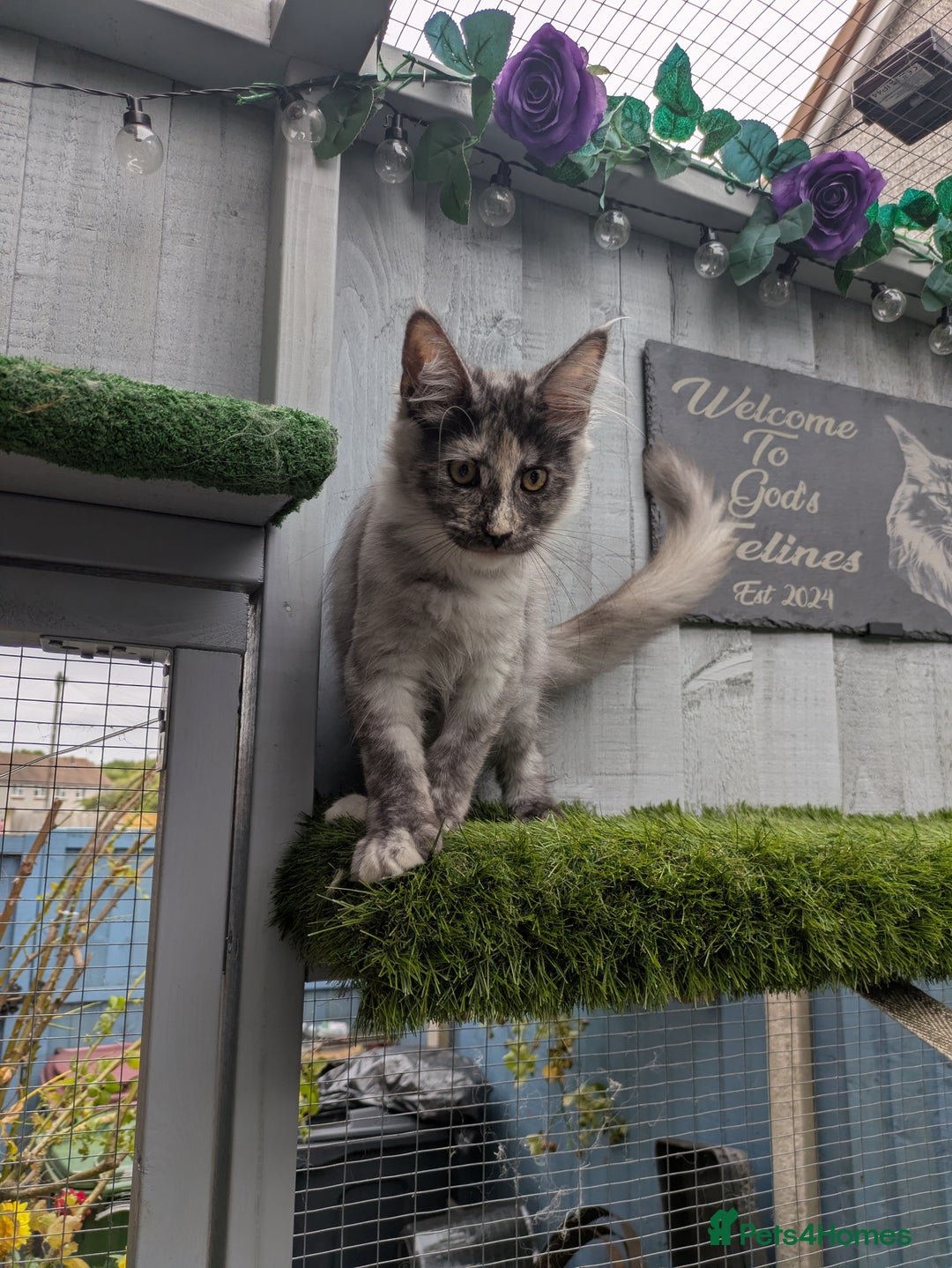 Maine Coon cats for sale: Maine coons 2 Boys and 1  girl left ready now - Image 20