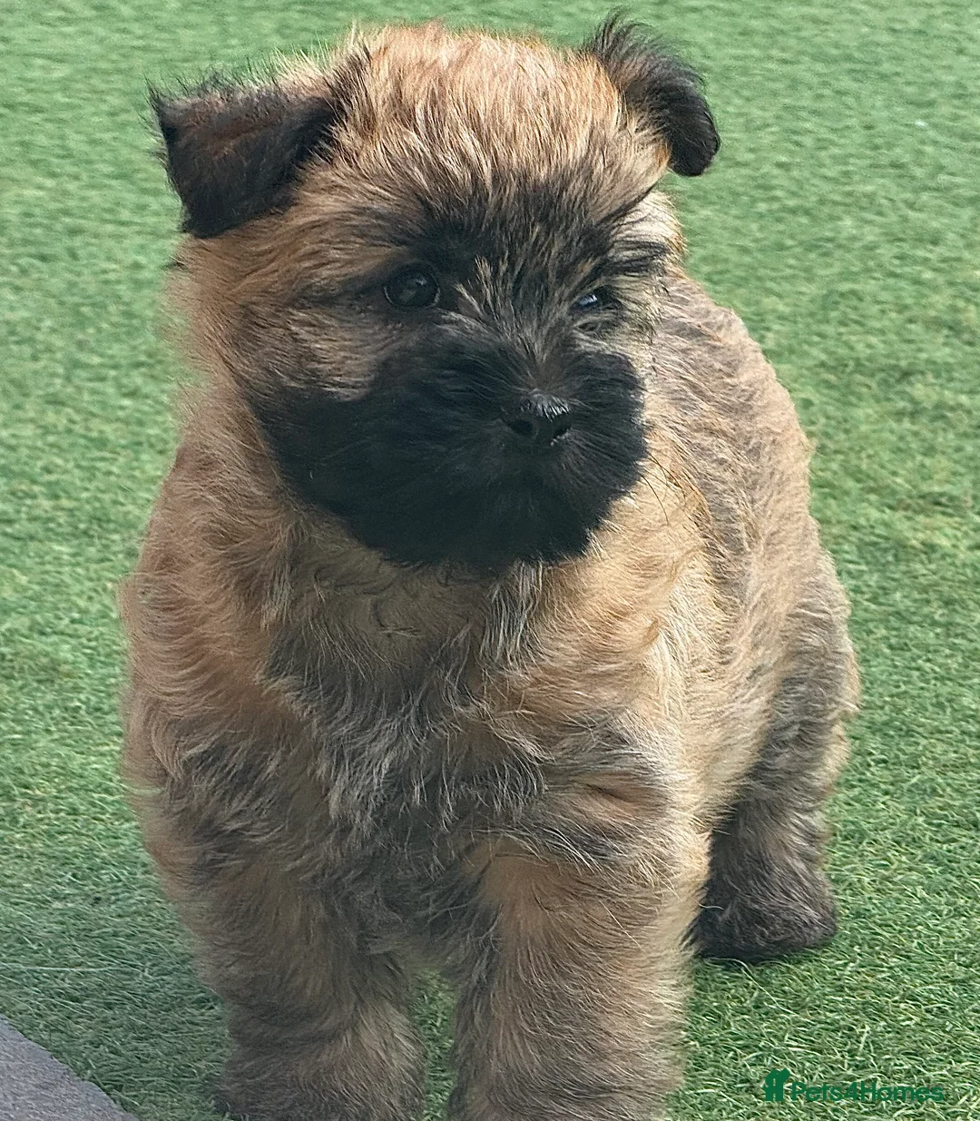 Cairn Terrier dogs for sale: KC reg Female pup off health tested parents  - Advert 6