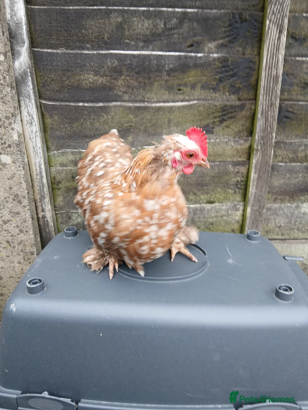 Chickens poultry for sale: 1 pekin Cockerell and 3 hens  - Advert 2