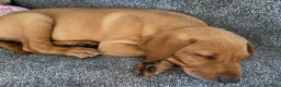 Labrador Retriever dogs for sale: Labrador Puppy needs a new home - Advert 3