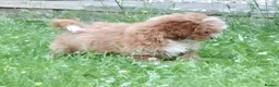 Shihpoo dogs for sale: Shih poo Teddy Bear Ollie - Advert 4