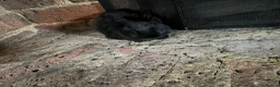 Mixed Breed rabbits for sale: Bunnies for Sale  - Advert 3