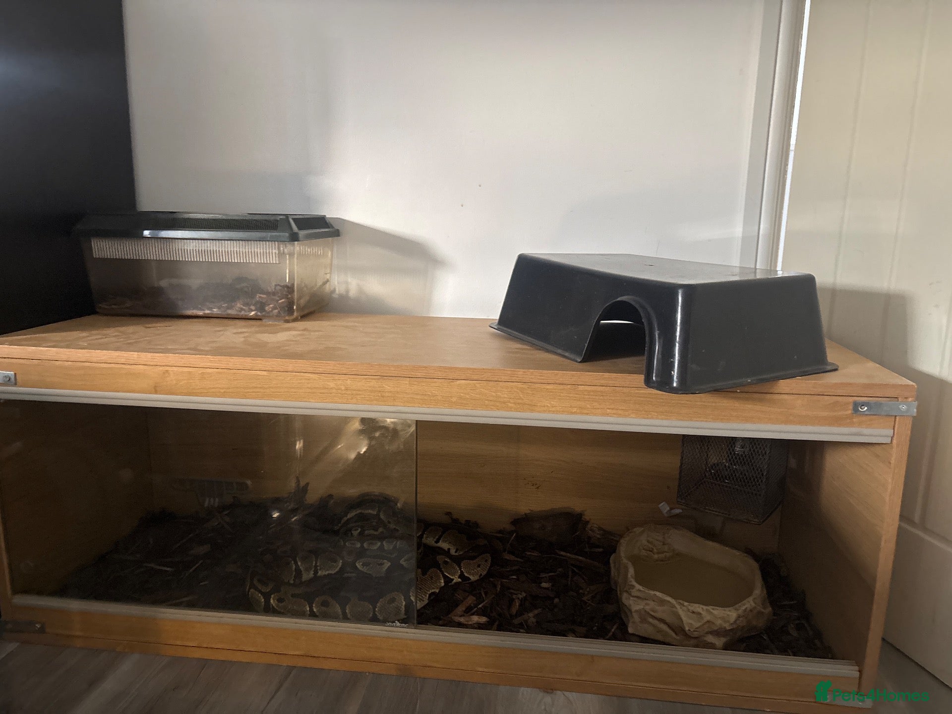 Python Snake reptiles for sale: 🐍 Beautiful Royal Python – Healthy & Well cared f - Advert 1