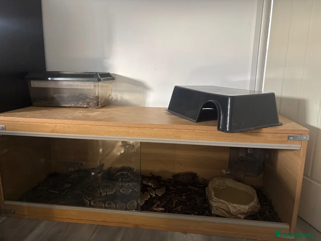Python Snake reptiles for sale: 🐍 Beautiful Royal Python – Healthy & Well cared f - Advert 1