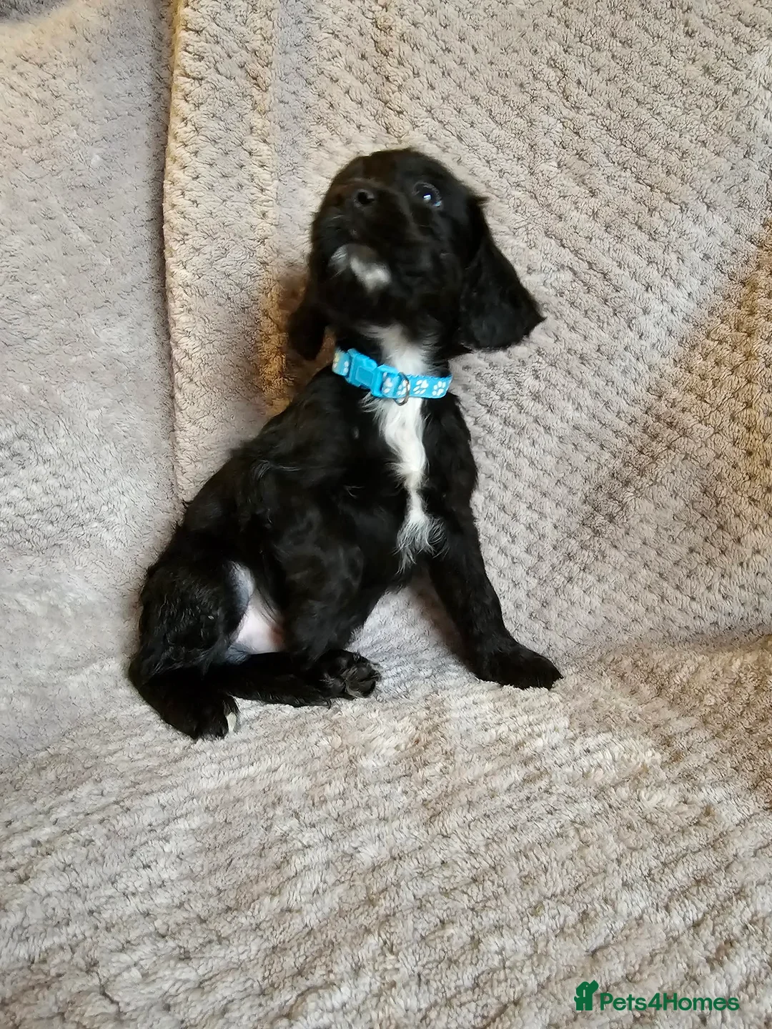 Sprocker dogs for sale: Sprocker Spaniel Puppies * only 1 left * - Advert 7