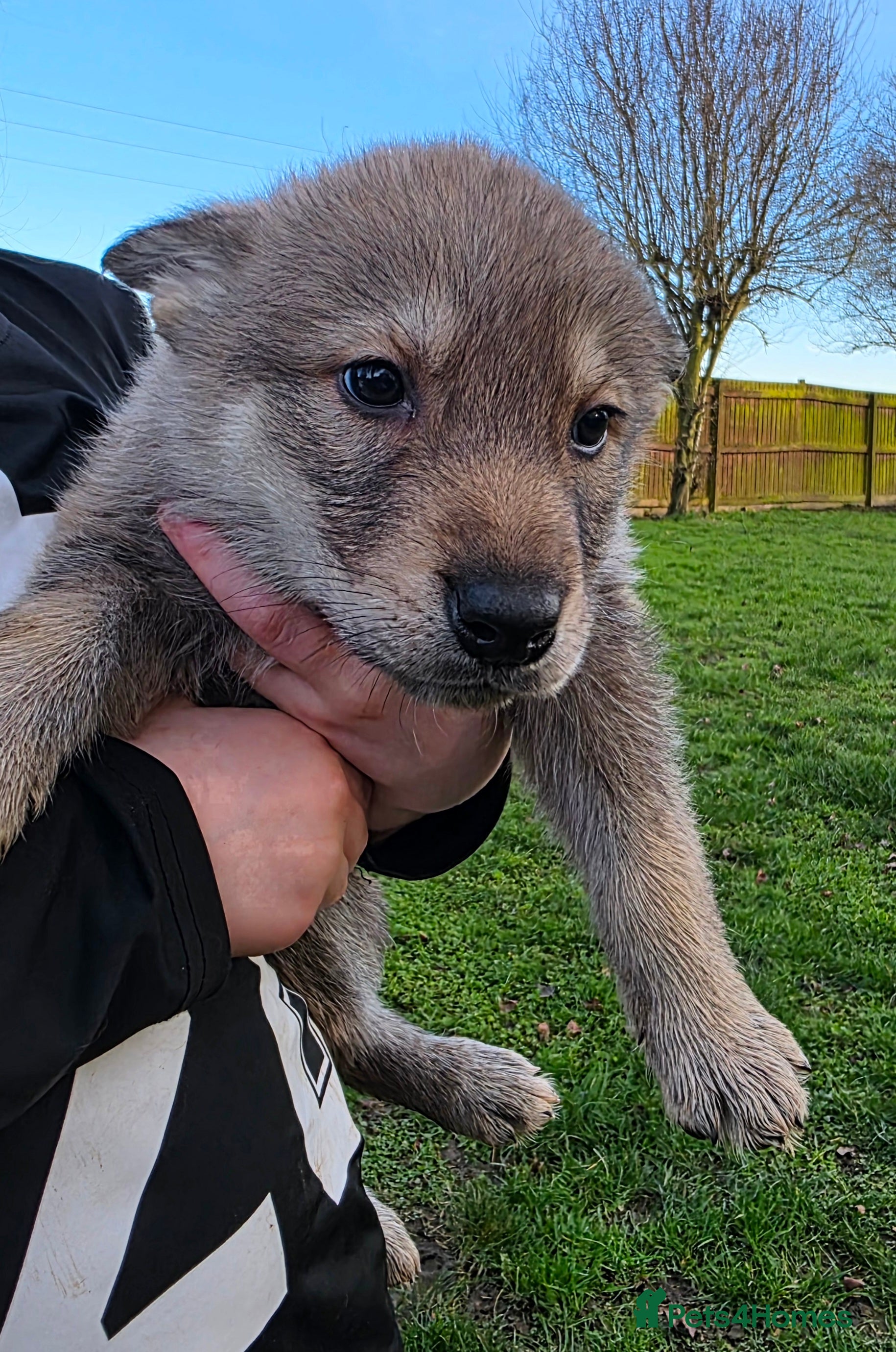 Northern Inuit dogs Tamaskan Puppies - Advert 1